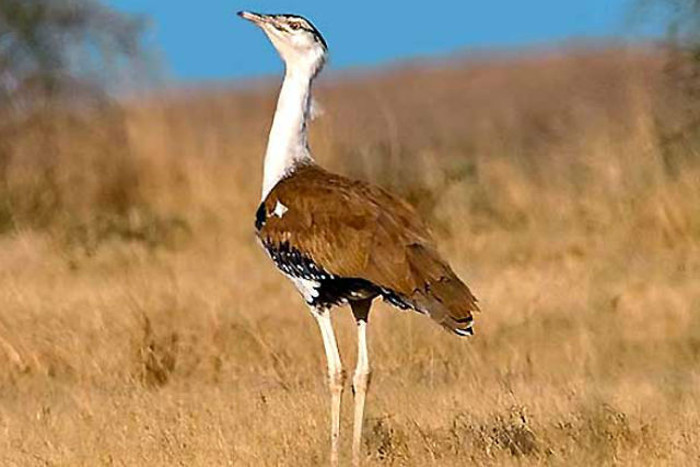 state bird godavan at the edge of extinction