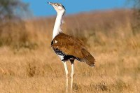  state bird godavan at the edge of extinction