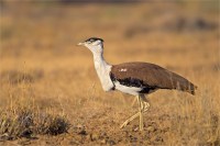 great indian bustard at extinct