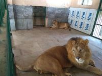 sajjangarh bio park