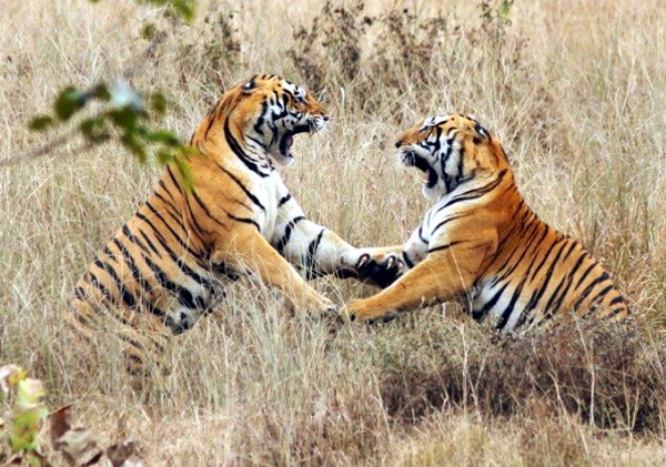 Sanjay Dubri National Park latest news in sidhi madhya pradesh