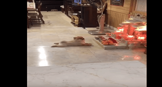 dog doing worship