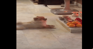 dog doing worship
