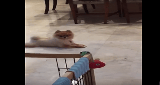 dog doing worship