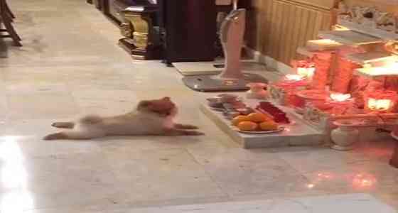 dog doing worship