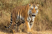 financial help for protection of tigers in Rajasthan, tigers in Rajasthan, World Wildlife Fund for Nature, WWF, WWFN, Mukundara Hills Tiger Reserve, Rajasthan Patrika Kota, Kota Rajasthan Patrika, Latest News Kota 