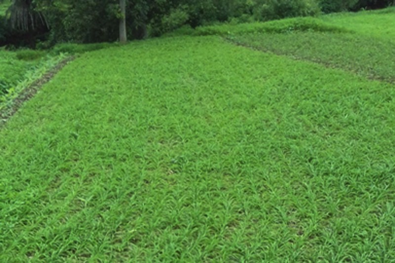 white musli farming in jhadol udaipur
