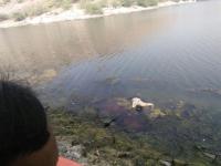 couple committed suicide 