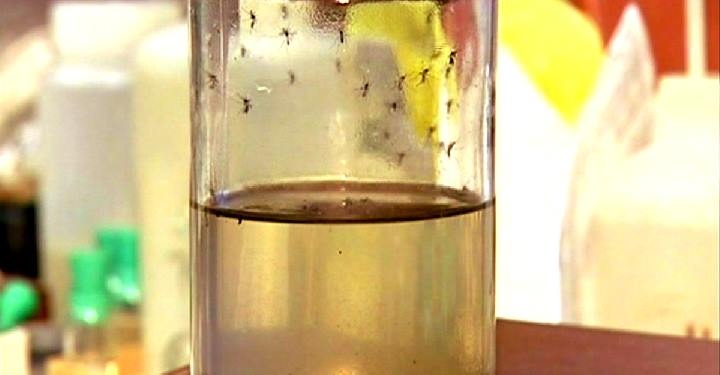 Dengue Ke Lakshan, Dengue Symptoms, Dengue Symptoms Precautions, Dengue Precautions and Treatment, Dengue Precautions and Treatment in Hindi