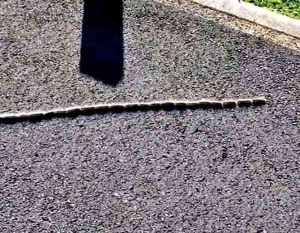 this was not snake