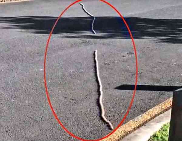 this was not snake