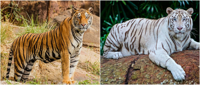 white and royal Bengal tiger
