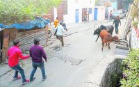 Vaginal cattle, municipal administration, unseen, severely injured, MBS hospital, doctors strike, artificial respiration, balance impaired, gaushala, dengue, dengue positivy, death from dengue, Kota Patrika, Kota Patrika News, Rajasthan Patrika