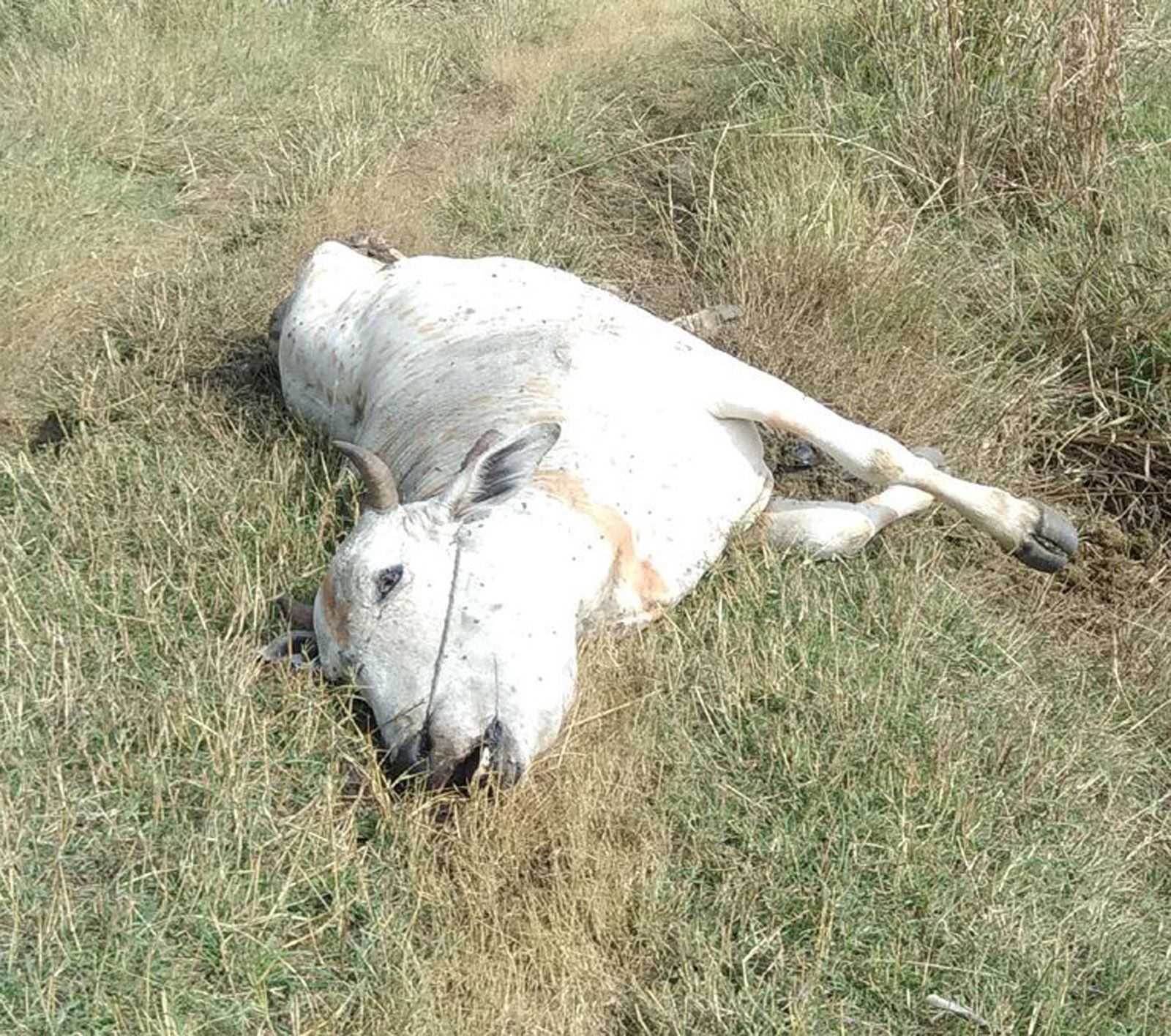 Angry Farmer Killed a Cattle Who Entered In His Farm