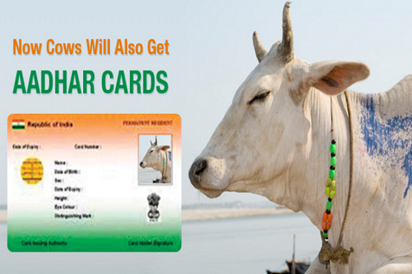 Aadhaar card for cows