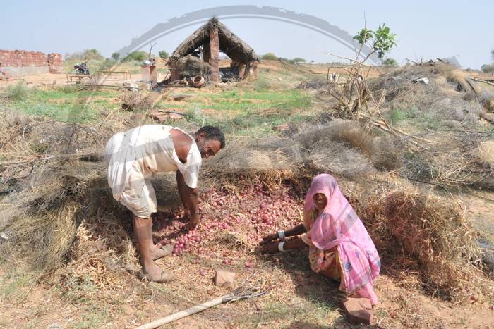 rajasthan farmers