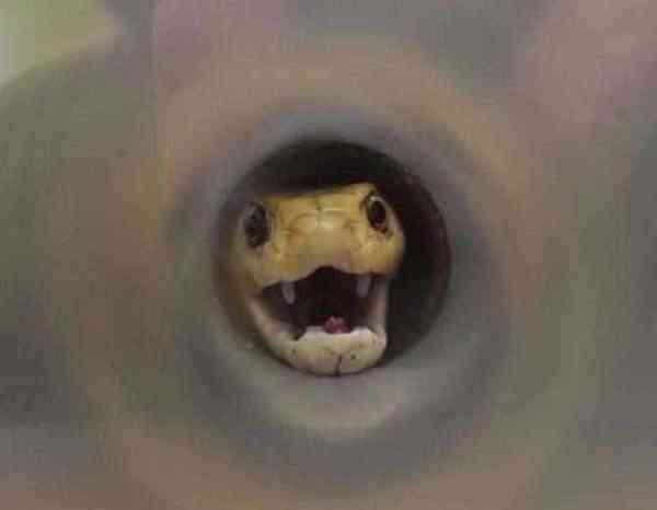 Man Heard Noise In Bathroom