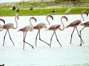 bird village menar udaipur