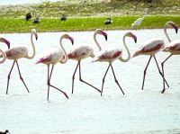 bird village menar udaipur