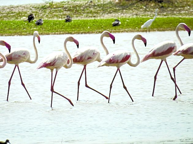 bird village menar udaipur