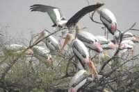 Migratory Birds Getting Like Sorsan Sanctuary,  Sorsan Sanctuary Baran, Migratory Birds in Kota, Ueppuria Bird Century Kota, Kota Rajasthan Patrika, Kota Latest News, Kota News in Hindi, Crim News Kota 