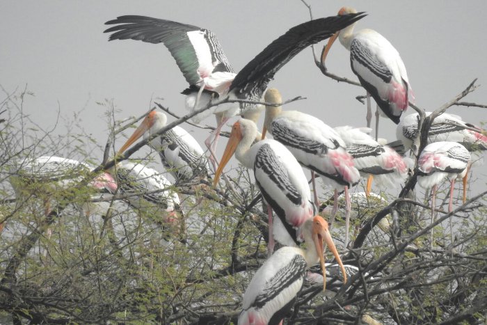 Migratory Birds Getting Like Sorsan Sanctuary, Sorsan Sanctuary Baran, Migratory Birds in Kota, Ueppuria Bird Century Kota, Kota Rajasthan Patrika, Kota Latest News, Kota News in Hindi, Crim News Kota