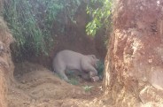 Elephant incitement