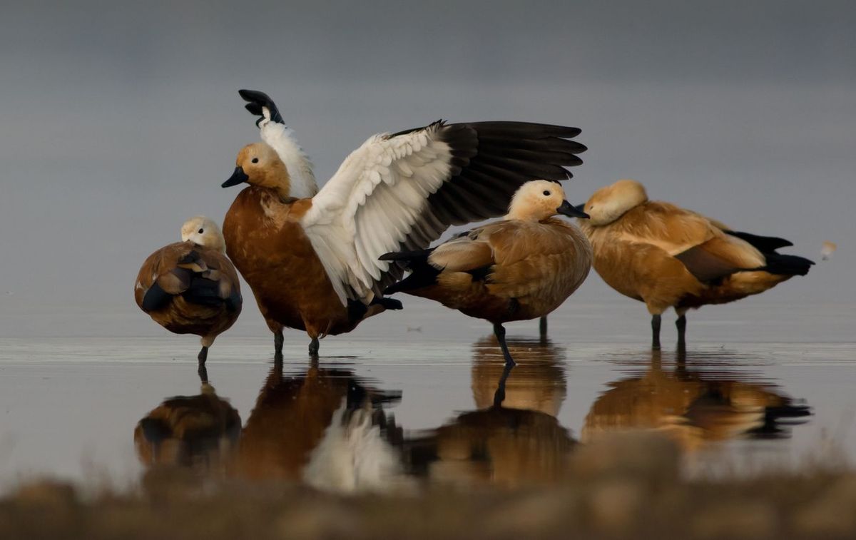 यूरोप, एशिया, अरेबियन पक्षियों की अठखेलियों से चहका नागचून तालाब