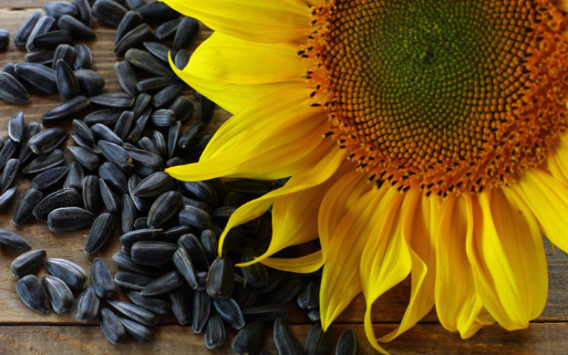 benefits-of-sunflower-seeds