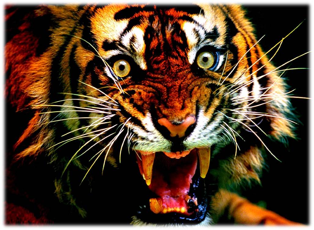 nine-years-innocent-tiger-did-hunt-dead-body-thrown-in-the-jungle