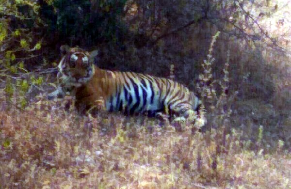 one tigers appear together on Panna-Amanganj main road