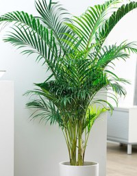 this Plants insert in house and get pollution free home