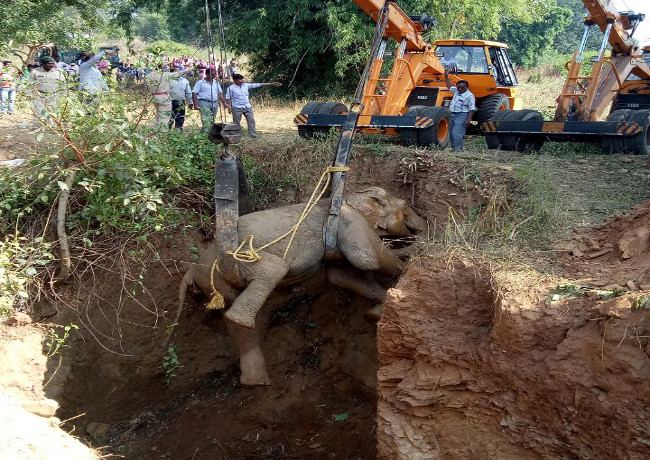 Elephant removed by crane