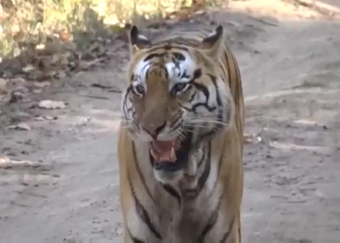 Tiger Dudhwa National Reserve