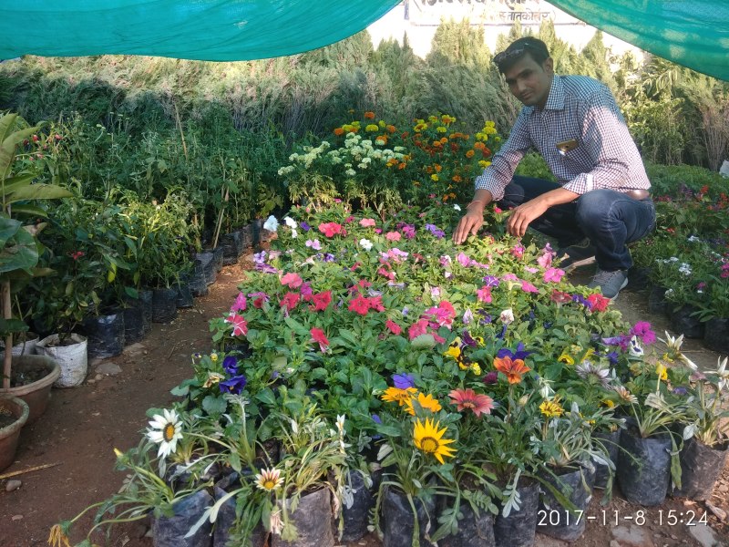 Winter season: Gardens decor will grow