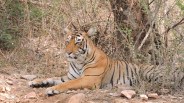 sawaimadhopur 