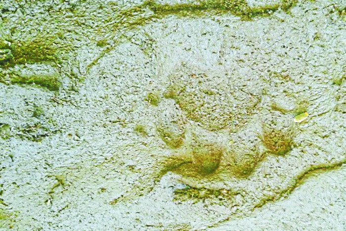 Leopard footprints