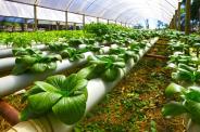 World Bank provide 1100 crores for agricultural innovation udaipur