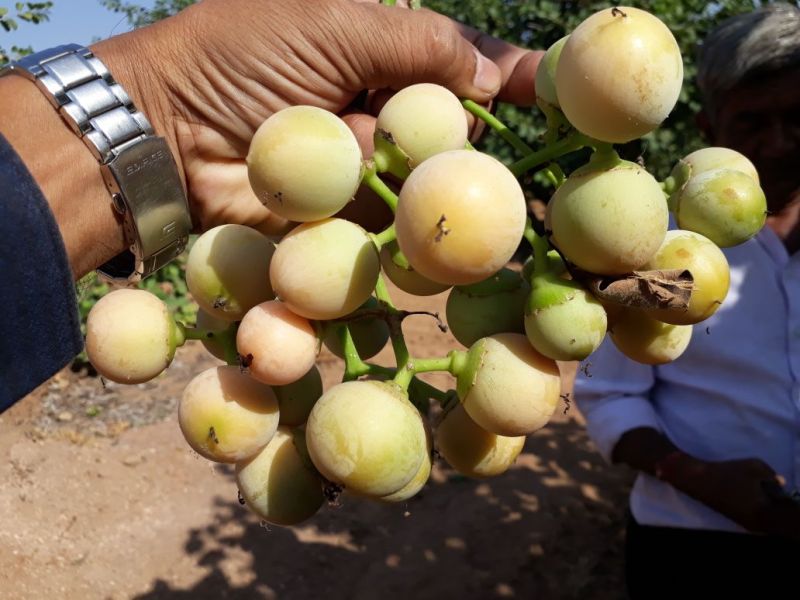 Rajasthan Patrika,hindi news,News in Hindi,jodhpur news,