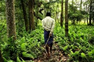 jadhav payeng
