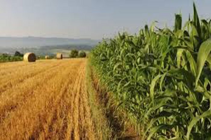 Good news for educated unemployed