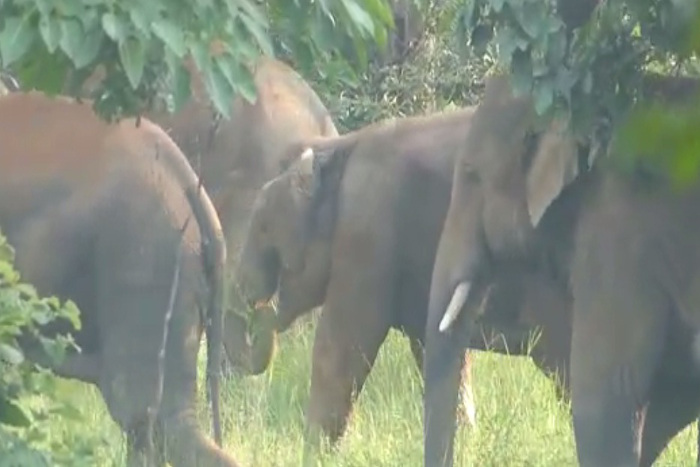 अपने पत्नी के दशकर्म में शामिल होने के लिए आ रहे ग्रामीण का सामना रात के 11:00 बजे हाथी से हो गया. हाथी ने ग्रामीण को कुचलकर मार डाला है.