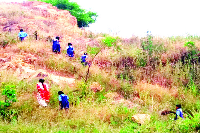 सफाई के लिए नहीं मिला बजट तो स्कूली बच्चों को झाडू़ तोडऩे पहाड़ पर चढ़ाया, पढि़ए खबर...