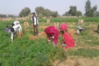 carrot farming in mathania