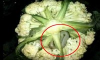 Cauliflower