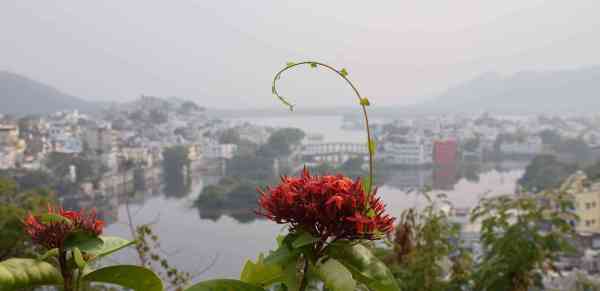 fog in udaipur