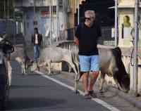 Stray Animals On Road Udaipur