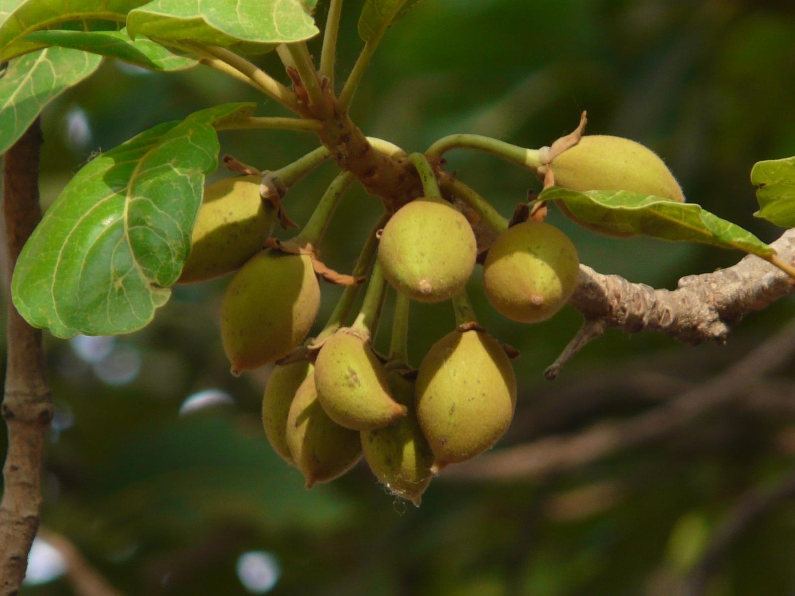 mahua  fruits