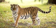 tiger