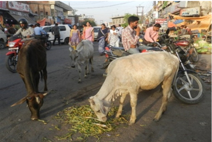 two more accidents in the capital due to vagrant animals  Administration Fails to remove stray animals